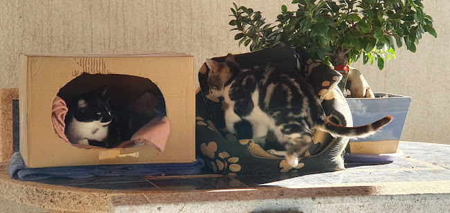 Comentarii opinii despre Ecole du chat du pays d'Arles