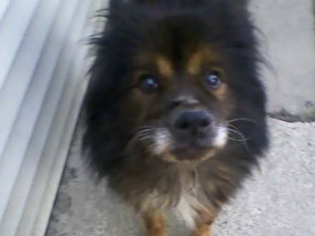 Pet Supply Store «Petco Animal Supplies», reviews and photos, 660 Chestnut Commons Dr, Elyria, OH 44035, USA