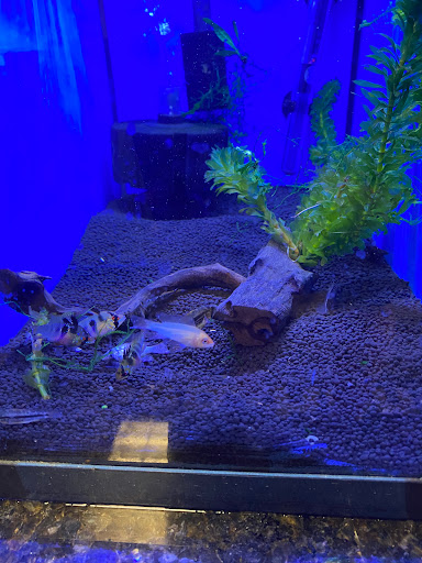 Tropical Fish Store «Fish Room», reviews and photos, 6119 Capital Blvd, Raleigh, NC 27616, USA