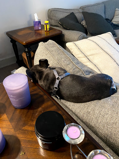 Pet Supply Store «Petco Animal Supplies», reviews and photos, 8700 Preston Rd #105, Plano, TX 75024, USA