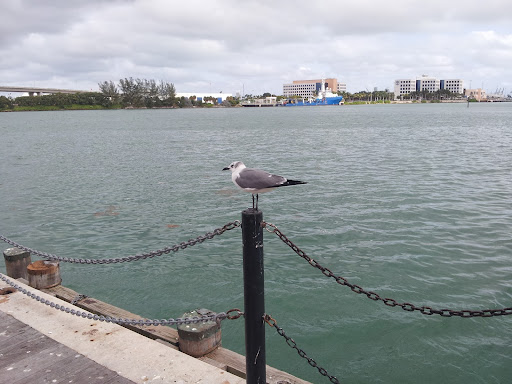 Performing Arts Theater «Bayfront Park Amphitheatre», reviews and photos, 301 Biscayne Blvd, Miami, FL 33132, USA