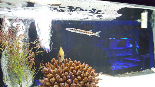 Tropical Fish Store «Fintastic Aquariums», reviews and photos, 3305 NW Main Ave, Jensen Beach, FL 34957, USA