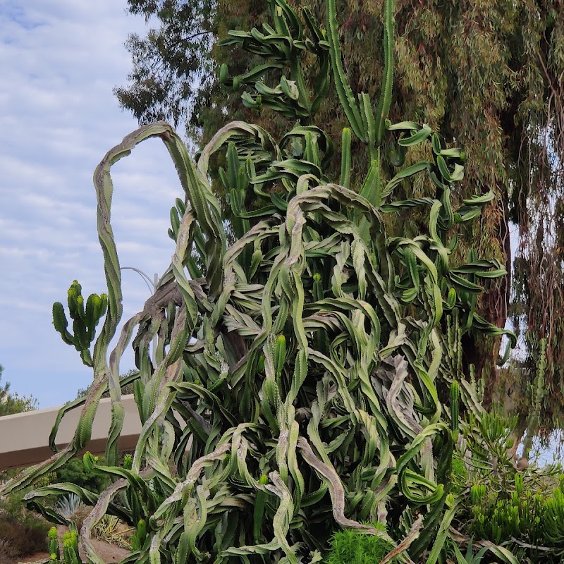 Desert Garden