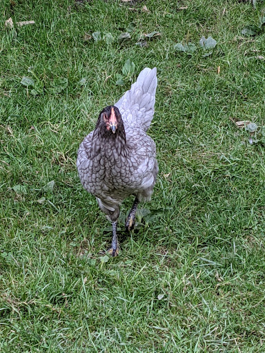 Zoo «The Petting Zoo at Breezeway Farm», reviews and photos, 161 Anawana Lake Road, Monticello, NY 12701, USA