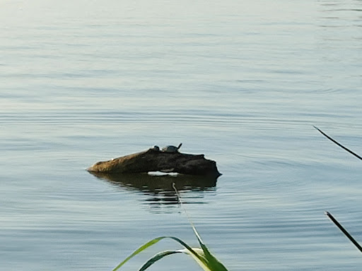 Park «White Rock Lake Park», reviews and photos, E Lawther Dr, Dallas, TX 75218, USA