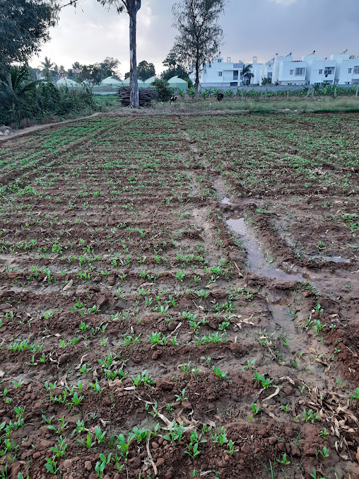 Google Maps image 32