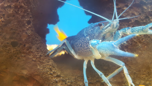 Pet Supply Store «Petco Animal Supplies», reviews and photos, 21851 Towne Center Dr, Watertown, NY 13601, USA