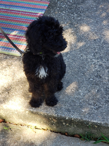 Pet Supply Store «Unleashed by Petco», reviews and photos, 8412 Georgia Ave, Silver Spring, MD 20910, USA