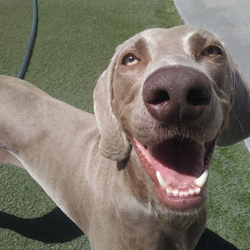 Pet Supply Store «Centinela Feed & Pet Supplies», reviews and photos, 4700 Pacific Coast Hwy, Long Beach, CA 90804, USA