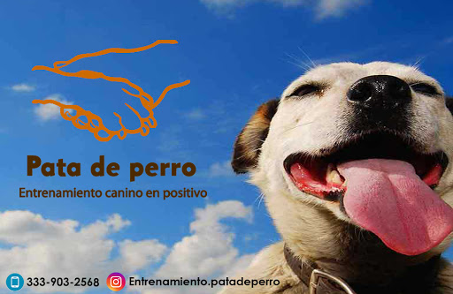 Pata de Perro, Entrenamiento Canino en Positivo