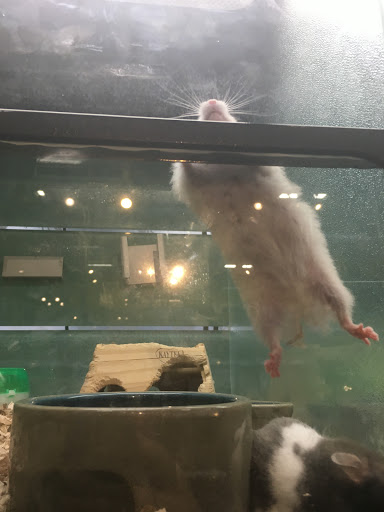 Pet Store «Critter Cabana - Wilsonville», reviews and photos, 8406 SW Main St #200, Wilsonville, OR 97070, USA