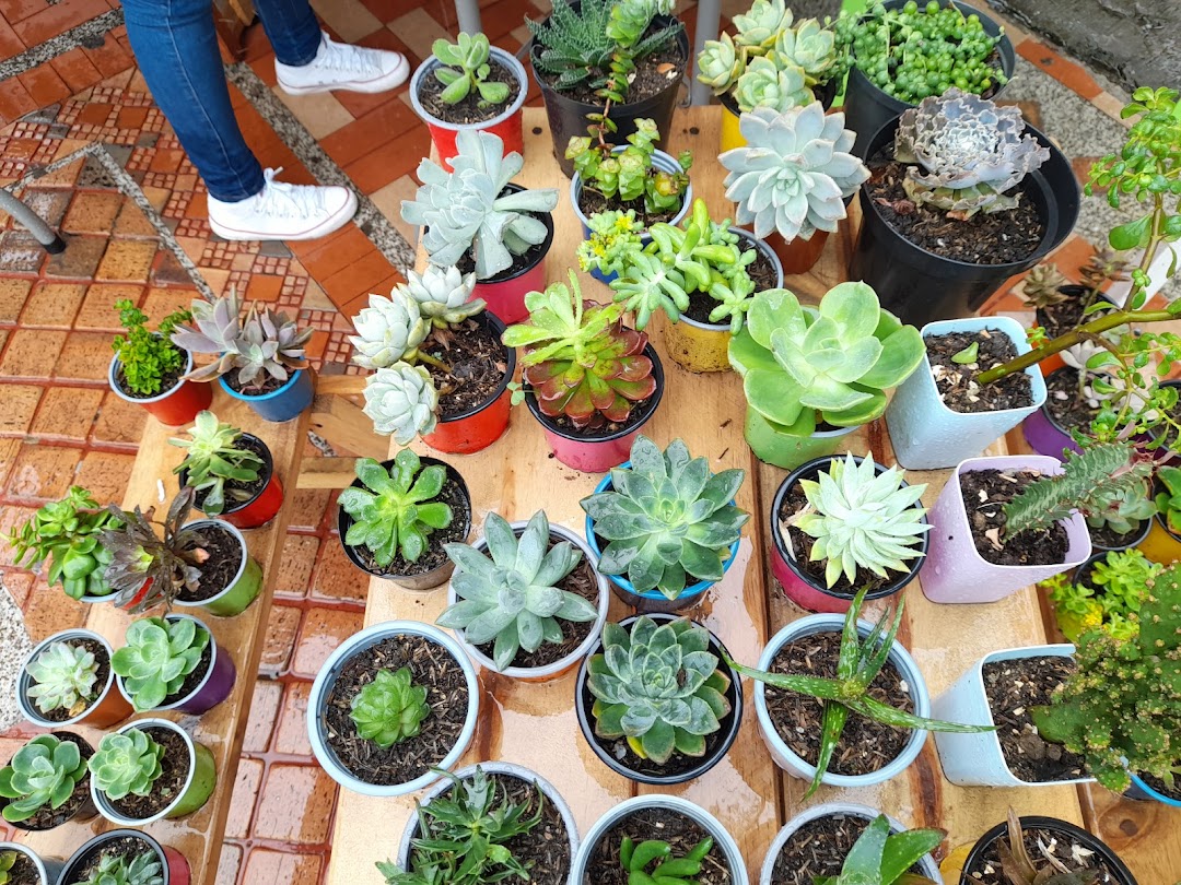 DETALLES MI HERENCIA, VIVERO DE CACTUS Y SUCULENTAS