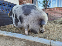 Sugarplum zoo - Photo 6 - Car repair in Temecula, CA, Temecula