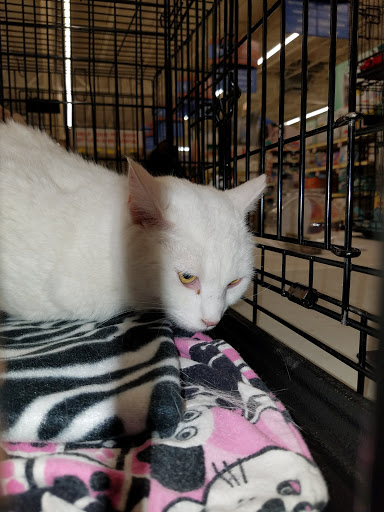 Pet Supply Store «PetSmart», reviews and photos, 1700 Fruitville Pike, Lancaster, PA 17601, USA