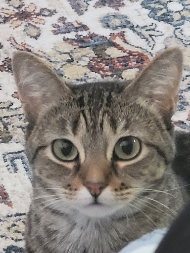 Pawn Shop «Wizebuys PawnBrokers Outlet», reviews and photos, 2928 E Highland Rd, Highland Charter Twp, MI 48356, USA