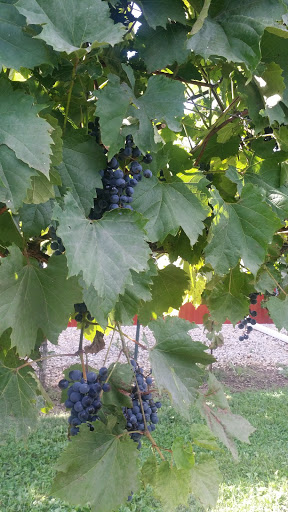 Winery «Staller Estate Winery», reviews and photos, W8896 County Rd A, Delavan, WI 53115, USA