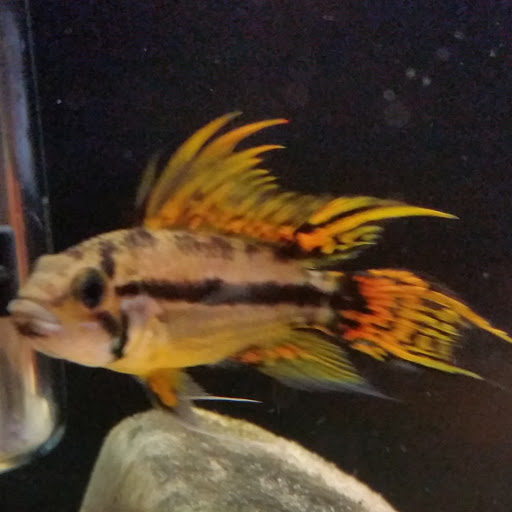 Pet Store «Plattsmouth Pets», reviews and photos, 430 Main St, Plattsmouth, NE 68048, USA