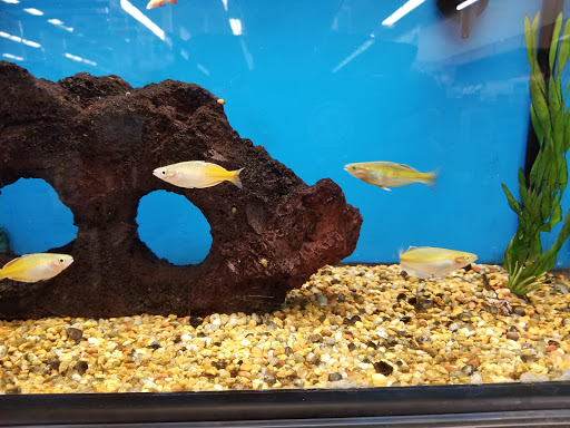 Pet Supply Store «Petco Animal Supplies», reviews and photos, 22000 Dulles Retail Plaza #110, Sterling, VA 20166, USA