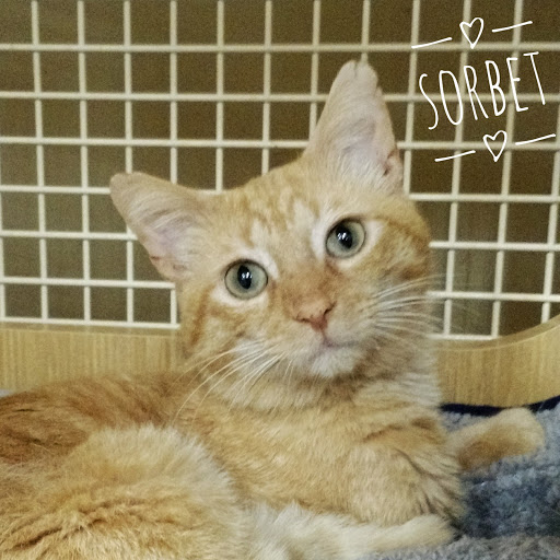 Pet Supply Store «Petco Animal Supplies», reviews and photos, 1500 N Town E Blvd, Mesquite, TX 75150, USA