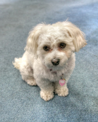 Bicycle Store «Cupertino Bike Shop», reviews and photos, 10625 S Foothill Blvd, Cupertino, CA 95014, USA