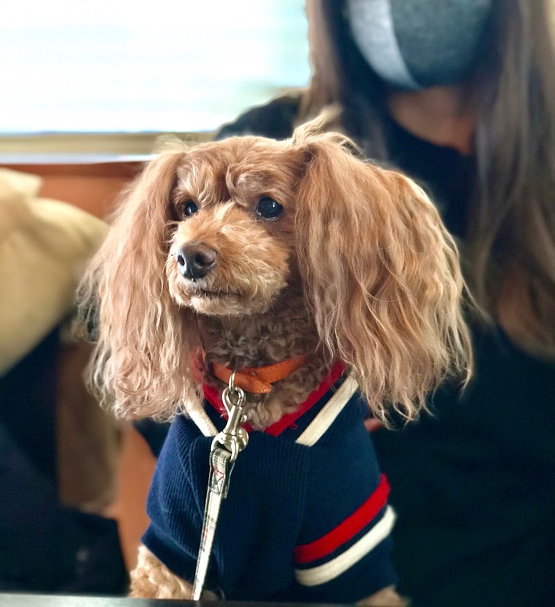 うしすけ 本店 東京都大田区矢口 焼肉店 グルコミ