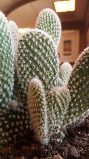 Fast Food Restaurant «Chick-fil-A», reviews and photos, 1466 N Dysart Rd, Goodyear, AZ 85395, USA