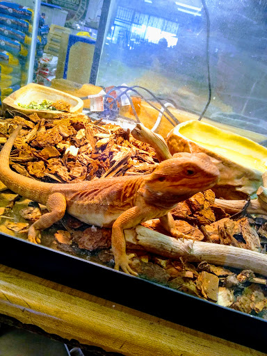 Pet Store «Pet Club», reviews and photos, 4435 Lennox Blvd # 6, Inglewood, CA 90304, USA