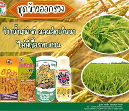 ร้าน พ.พันธุ์ข้าว 2 (หนองตอ) photo