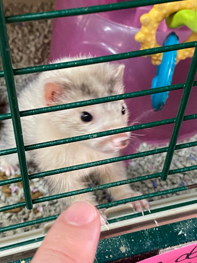 Pet Store «Fin & Feather of Ashland», reviews and photos, 307 S Center St, Ashland, VA 23005, USA