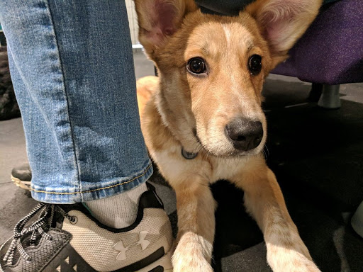 Dog Trainer «Calling All Dogs», reviews and photos, 6088 S Highland Dr, Holladay, UT 84121, USA