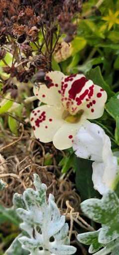 Florist «St. Clair Greenhouses & Florist», reviews and photos, 7043 Big Hand Rd, St Clair, MI 48079, USA