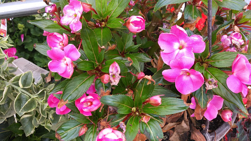 Supermarket «Walmart Neighborhood Market», reviews and photos, 11800 Hialeah Gardens Blvd, Hialeah Gardens, FL 33018, USA