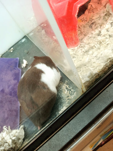 Pet Supply Store «Petco Animal Supplies», reviews and photos, 30697 US Hwy 19 N, Palm Harbor, FL 34684, USA