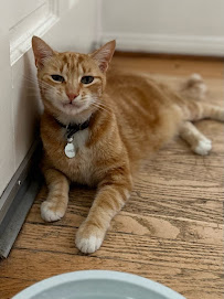 The Comforted Kitty - Reno-Sparks - Photo 2 - Car repair in , Reno