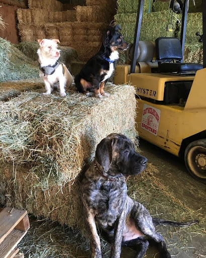 Pet Supply Store «Elverta Feed Pet & Tack Inc», reviews and photos, 7831 Rio Linda Blvd, Elverta, CA 95626, USA