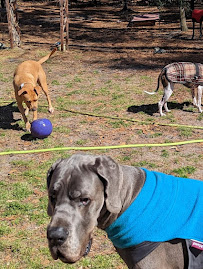 16 Paws LLC - Photo 4 - Car repair in Wilmington, NC, Wilmington