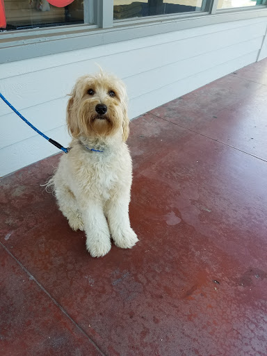 Pet Groomer «Clip N Clean Pet Grooming & Supplies», reviews and photos, 3498 Clayton Rd, Concord, CA 94519, USA