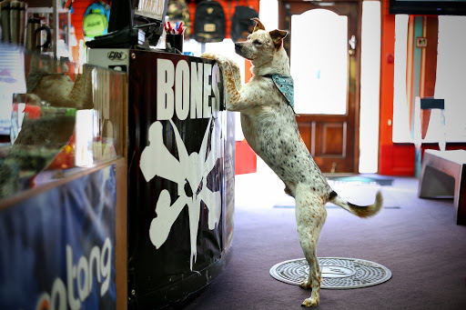 Skateboard Shop «Funtastik Skate and Snowboard Shop», reviews and photos, 18 W Main St, Mechanicsburg, PA 17055, USA