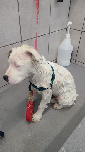 Pet Supply Store «Pet Supplies Plus», reviews and photos, 15311 Manchester Rd, Ballwin, MO 63011, USA