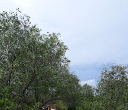 Mangrove Fishing photo