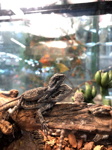 Pet Supply Store «Super Pet Store», reviews and photos, 5220 S Pulaski Rd, Chicago, IL 60632, USA