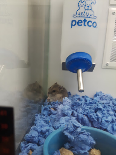 Pet Supply Store «Petco Animal Supplies», reviews and photos, 75 Highland Ave #6, Seekonk, MA 02771, USA