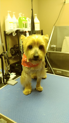 Pet Store «Pet Valu», reviews and photos, 2645 Shillington Rd, Sinking Spring, PA 19608, USA