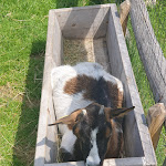 Photo n°5 de l'avis de Alexandra.i fait le 02/08/2020 à 07:49 sur le  Mair in Plun Hütte à Villanders