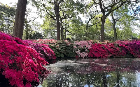 Isabella Plantation image