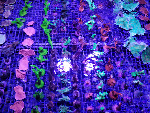 Aquarium «Reef Systems Coral Farm Inc», reviews and photos, 8459 Peter Hoover Rd, New Albany, OH 43054, USA