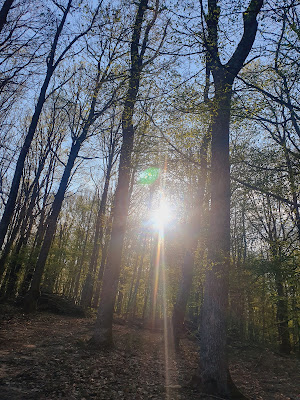Forêt de Lespinasse à Noailly