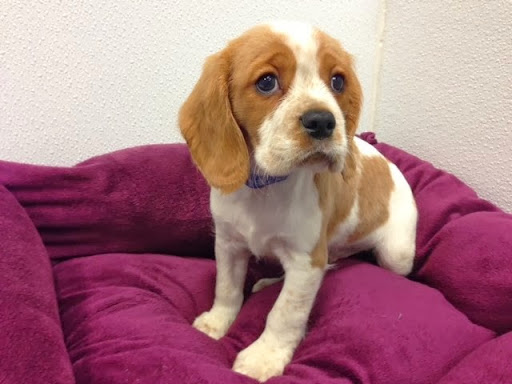 Pet Adoption Service «Petland Novi», reviews and photos, 27200 Novi Rd # A, Novi, MI 48377, USA