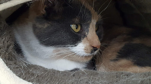 Pet Supply Store «Pet Supplies Plus», reviews and photos, 1433 E Main St, Owosso, MI 48867, USA