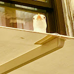 Photo n°2 de l'avis de Elaine.u fait le 01/08/2023 à 19:17 sur le  Caffè Quadri à Venice